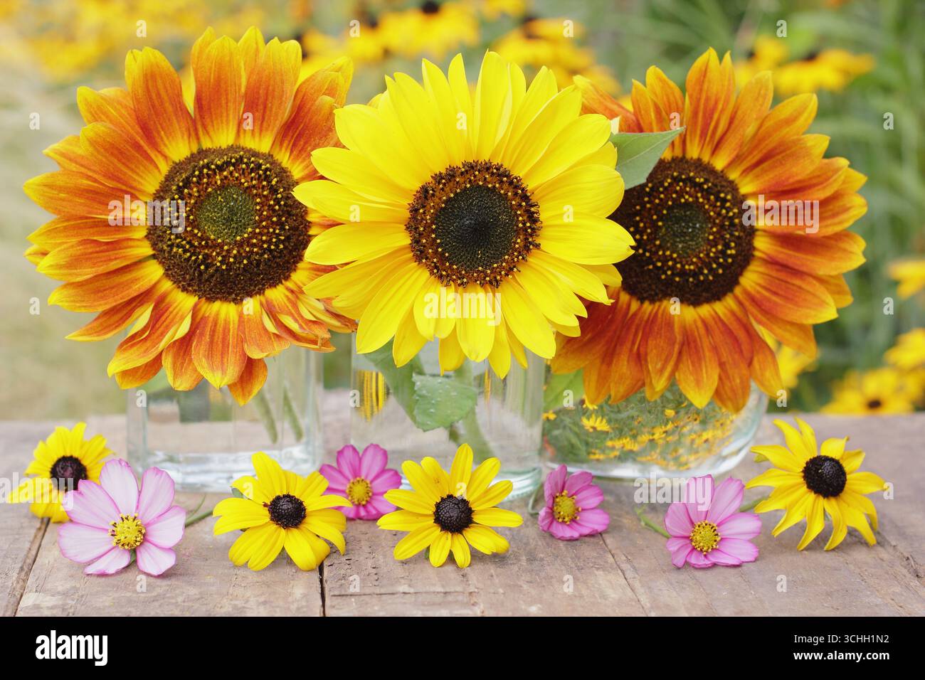 Arrangement de fleurs d'été avec trois tournesols dans des pots en verre décorés de cosmos roses et de fleurs de rudbeckia jaunes dans un jardin fin août. ROYAUME-UNI Banque D'Images