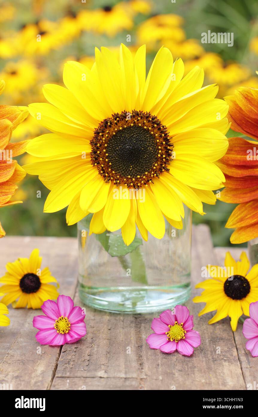 Arrangement de fleurs d'été avec trois tournesols dans des pots en verre décorés de cosmos roses et de fleurs de rudbeckia jaunes dans un jardin fin août. ROYAUME-UNI Banque D'Images