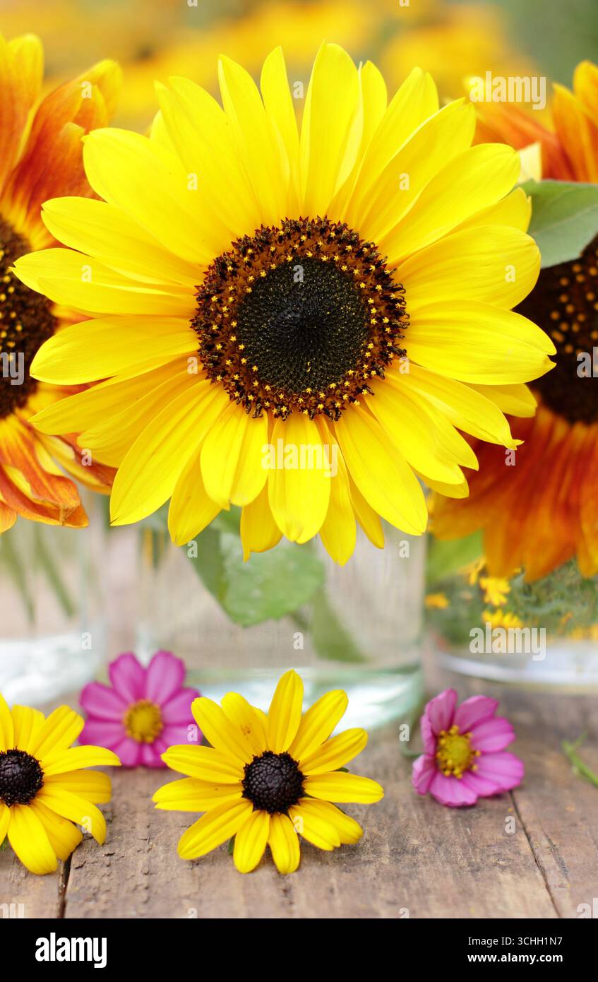 Arrangement de fleurs d'été avec trois tournesols dans des pots en verre décorés de cosmos roses et de fleurs de rudbeckia jaunes dans un jardin fin août. ROYAUME-UNI Banque D'Images