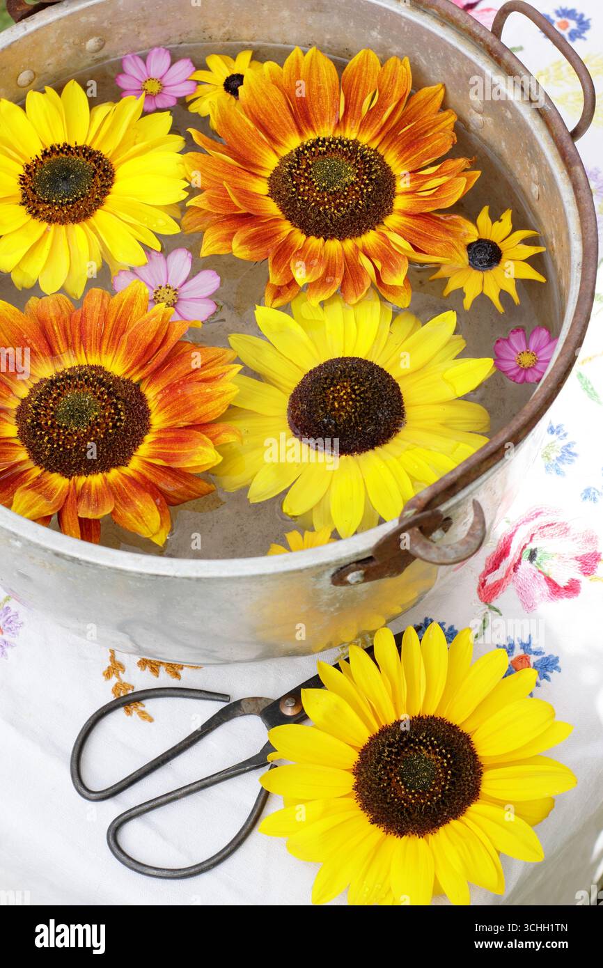 Fleurs flottantes. Arrangement décoratif de fleurs d'été avec des tournesols flottant dans l'eau dans un récipient en métal vintage dans un jardin. ROYAUME-UNI Banque D'Images