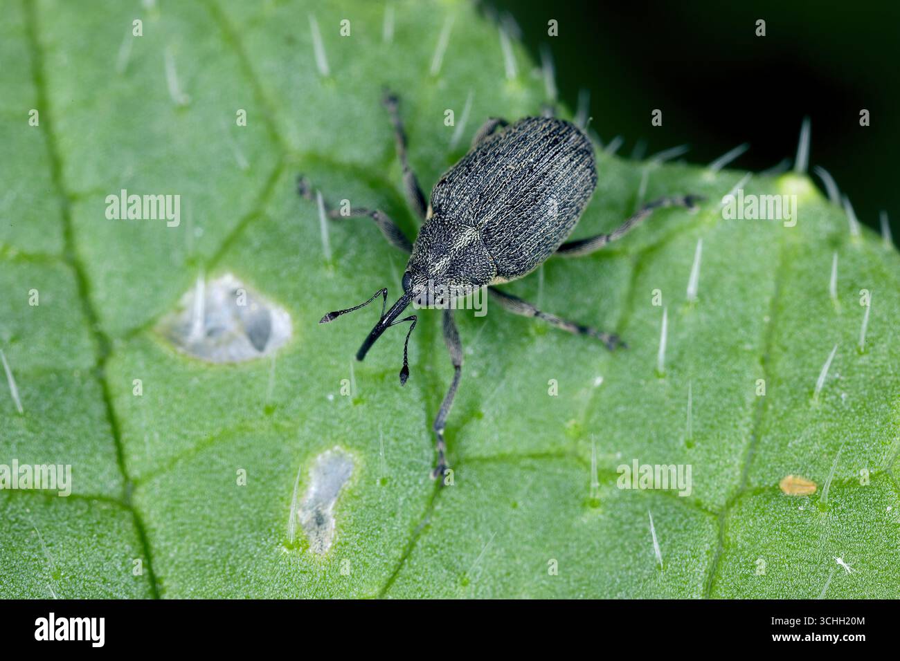 Charançon du navet, Ceutorhynchus assimilis (anciennement obstrictus, pleurostigma), espèce qui influe sur la production de graines de canola, l'une des principales exploitations agricoles Banque D'Images