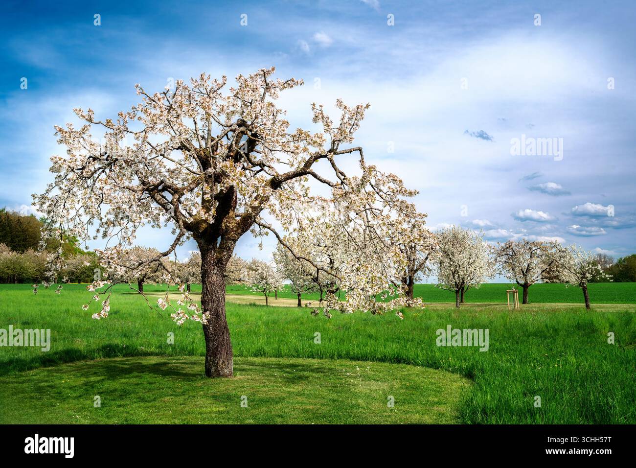 Printemps pittoresque avec un cerisier à fleurs blanches Banque D'Images