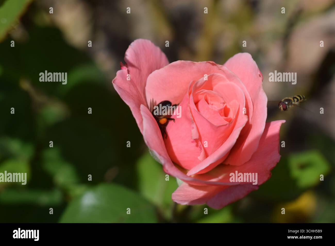 Gros plan macro d'une abeille perchée sur les pétales d'une rose rose rose éclatante. Macrophotographie détaillée d'insectes montrant la pollinisation. Banque D'Images