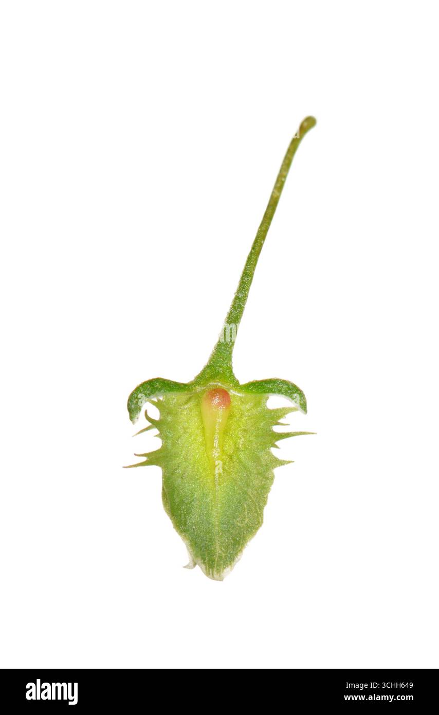 Cale à feuilles larges - Rumex obtusifolius Banque D'Images