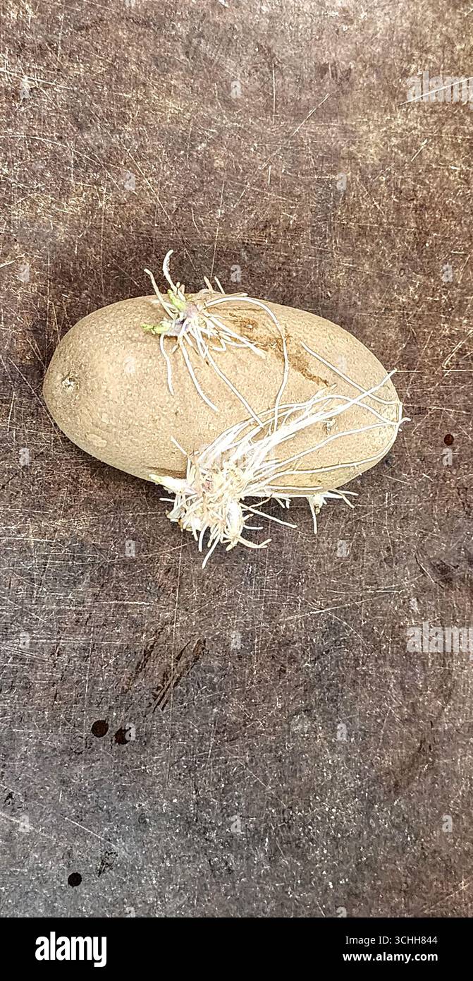 Une seule pomme de terre avec des germes qui en sortent Banque D'Images