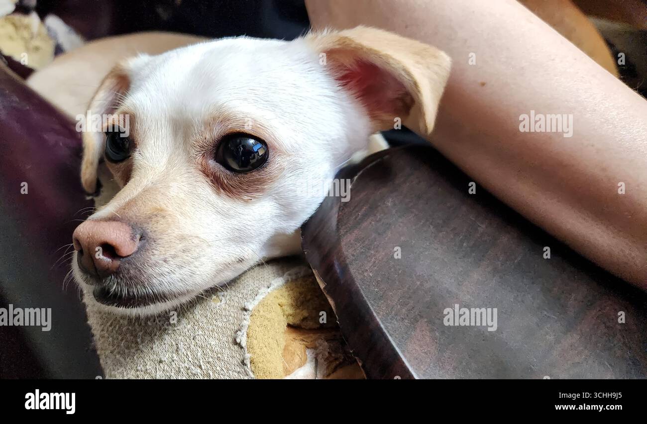Un chien blanc posant sa tête sur un repose-mains sur une chaise Banque D'Images