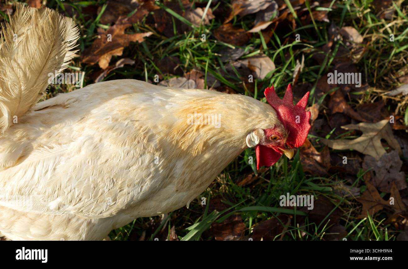 La tête du poulet blanc s'inclinait légèrement vers le bas Banque D'Images