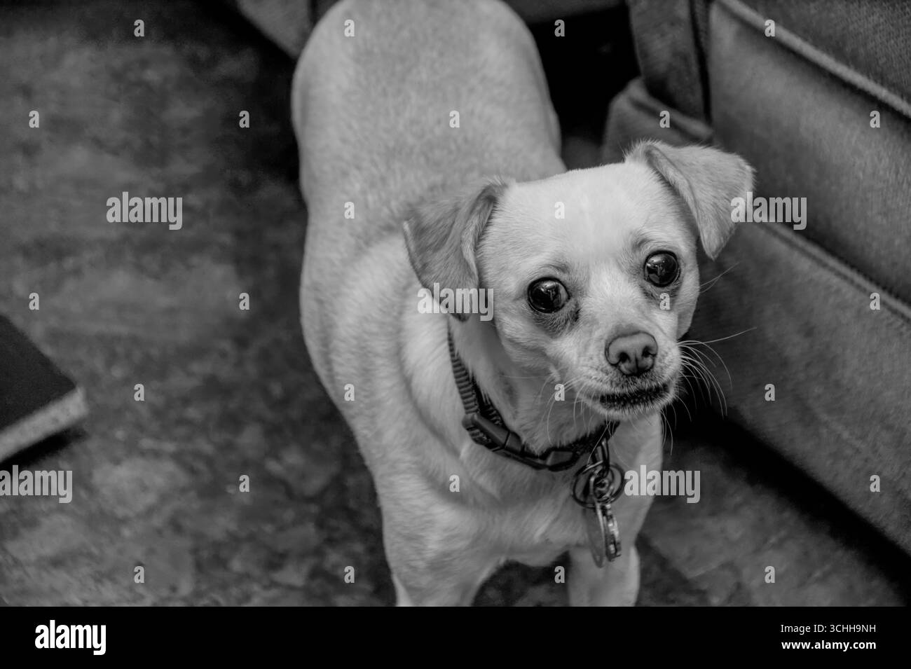 Photo en noir et blanc d'un Chiweenie Pomeranian Mix regardant la caméra Banque D'Images