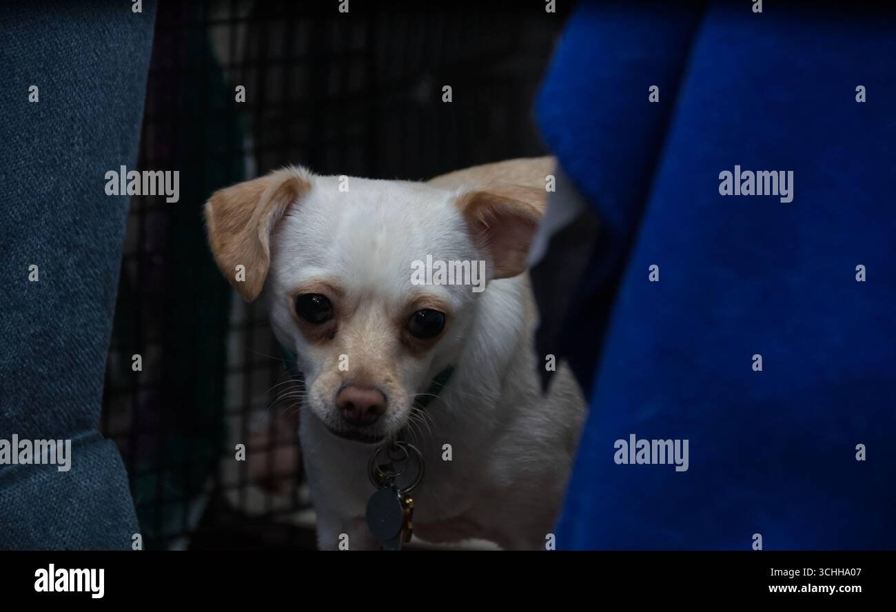 Chien blanc derrière une couverture et à côté de l'extrémité d'une chaise, regardant quelque chose hors caméra Banque D'Images