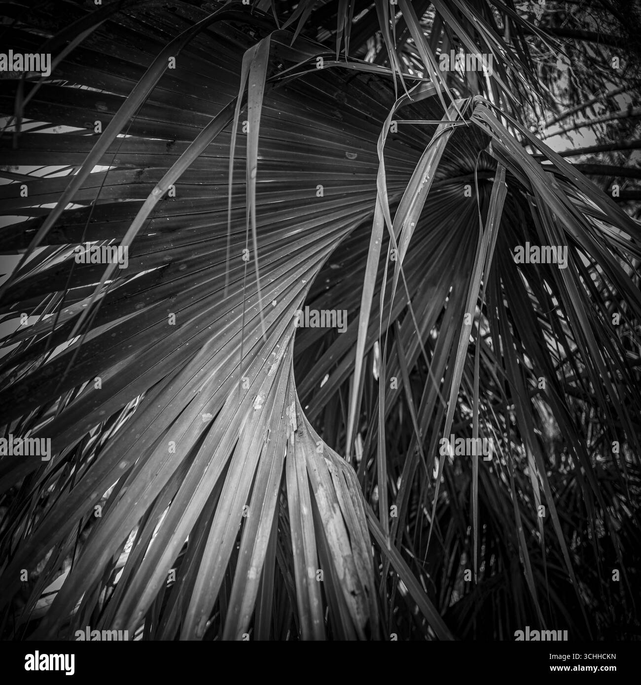 photographie d'art. Banque D'Images