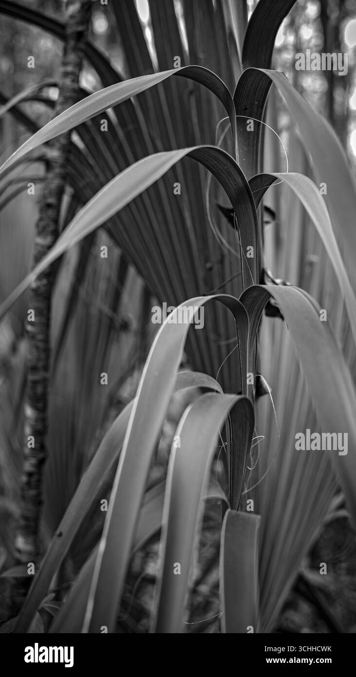 photographie d'art. Banque D'Images