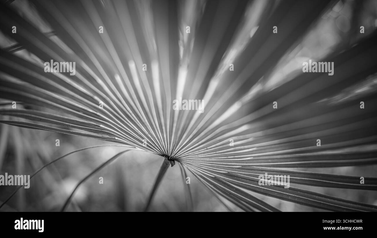 photographie d'art. Banque D'Images