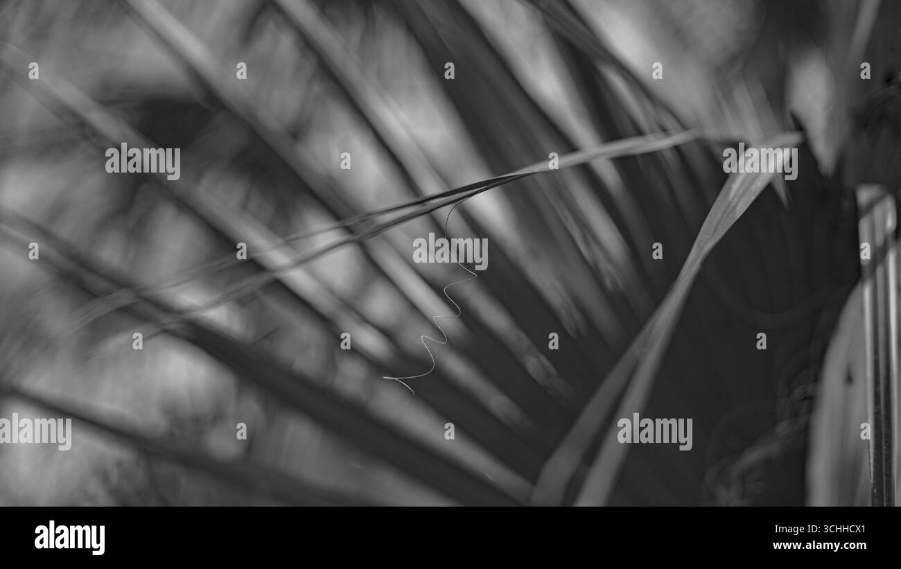 photographie d'art. Banque D'Images