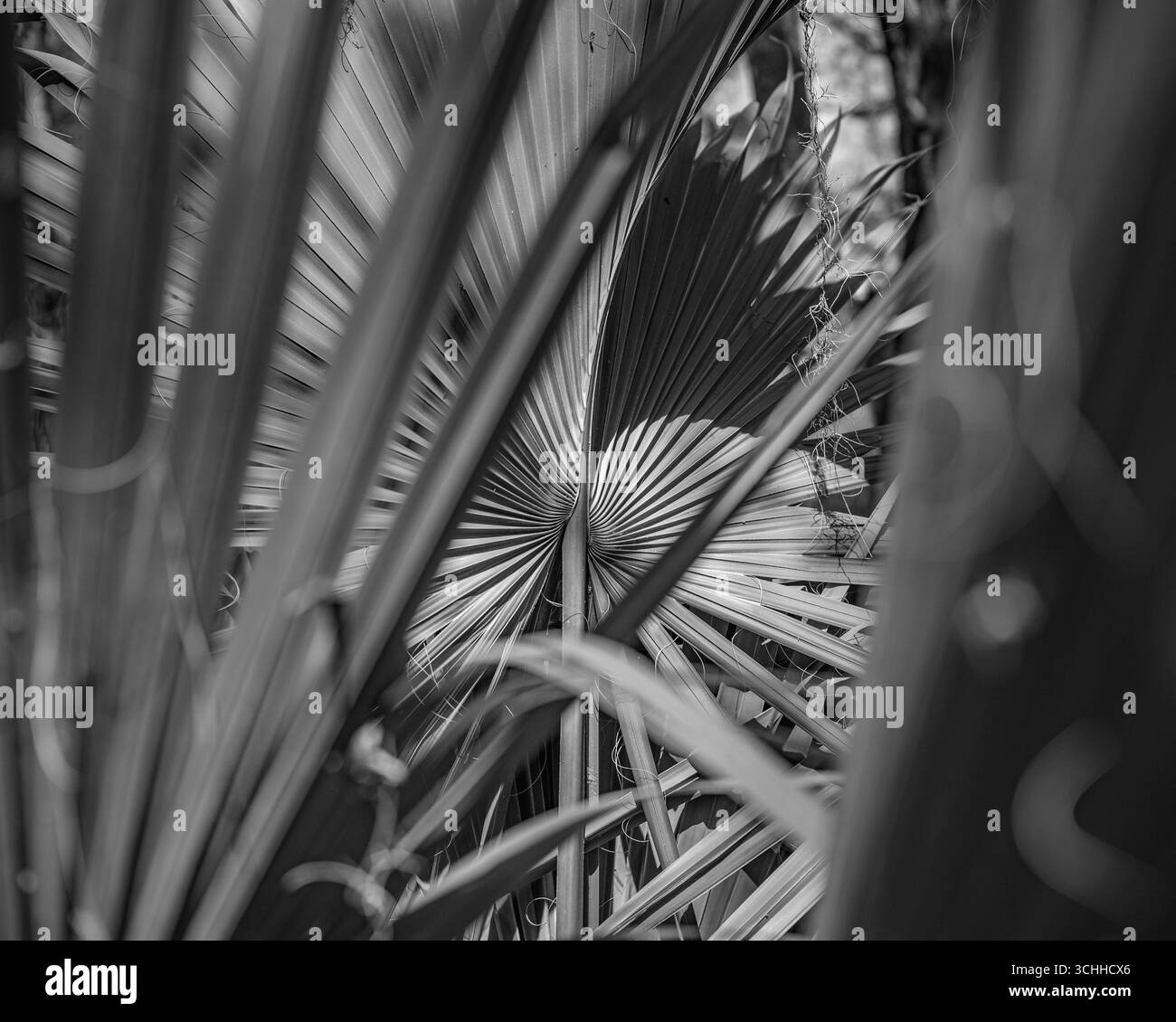 photographie d'art. Banque D'Images