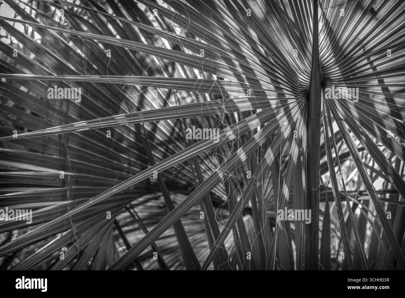 photographie d'art. Banque D'Images