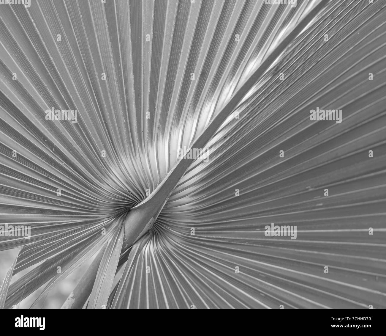 photographie d'art. Banque D'Images