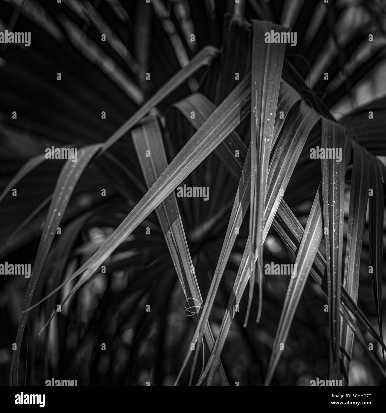 photographie d'art. Banque D'Images