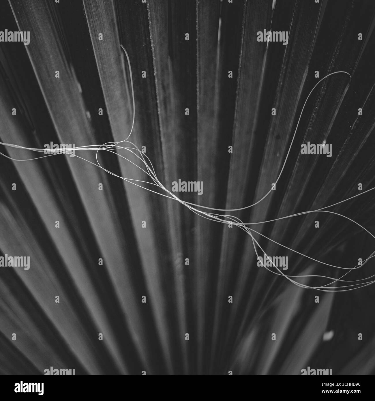 photographie d'art. Banque D'Images