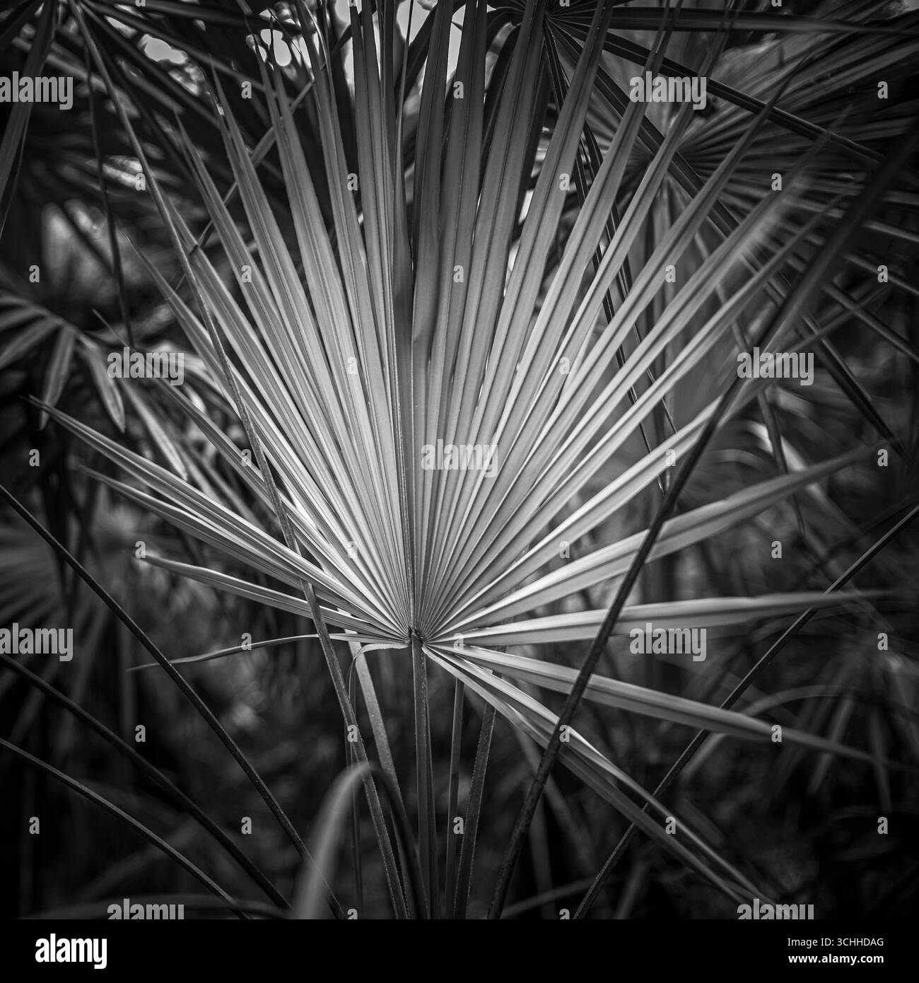 photographie d'art. Banque D'Images