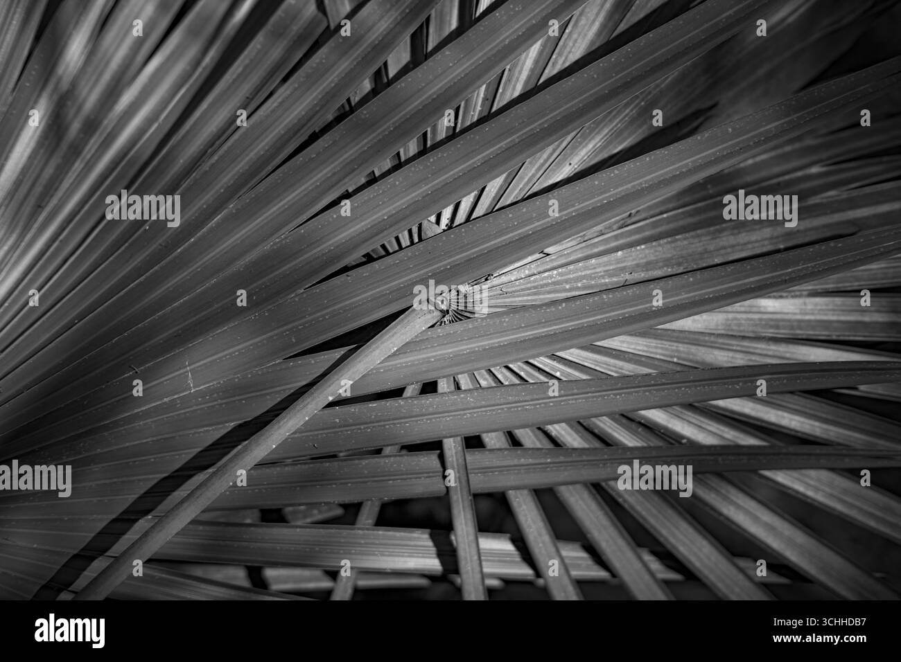 photographie d'art. Banque D'Images