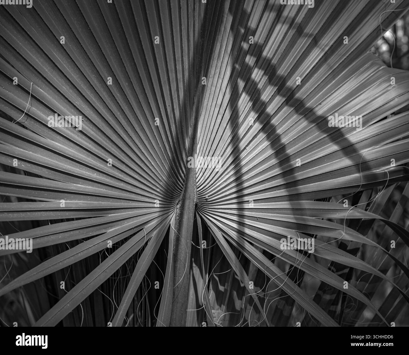 photographie d'art. Banque D'Images