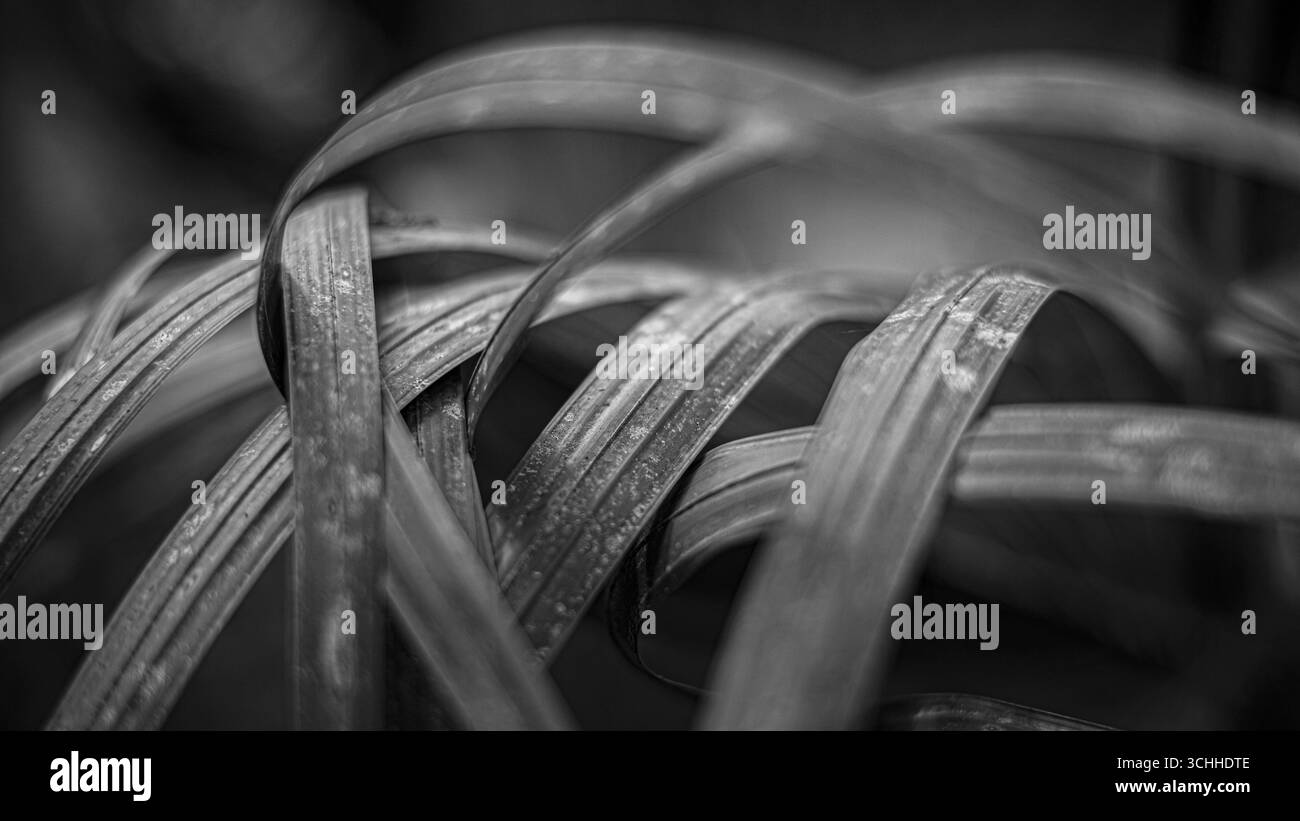 photographie d'art. Banque D'Images