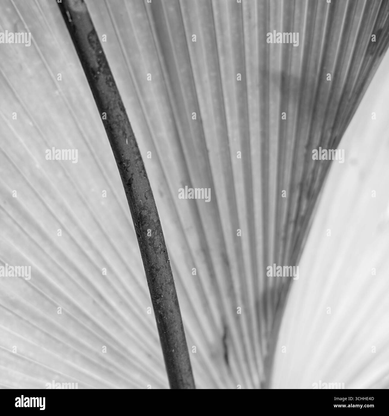 photographie d'art. Banque D'Images