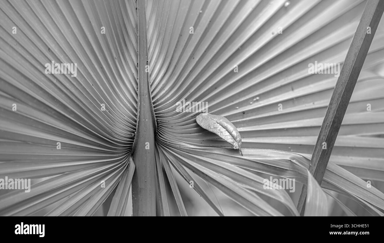 photographie d'art. Banque D'Images