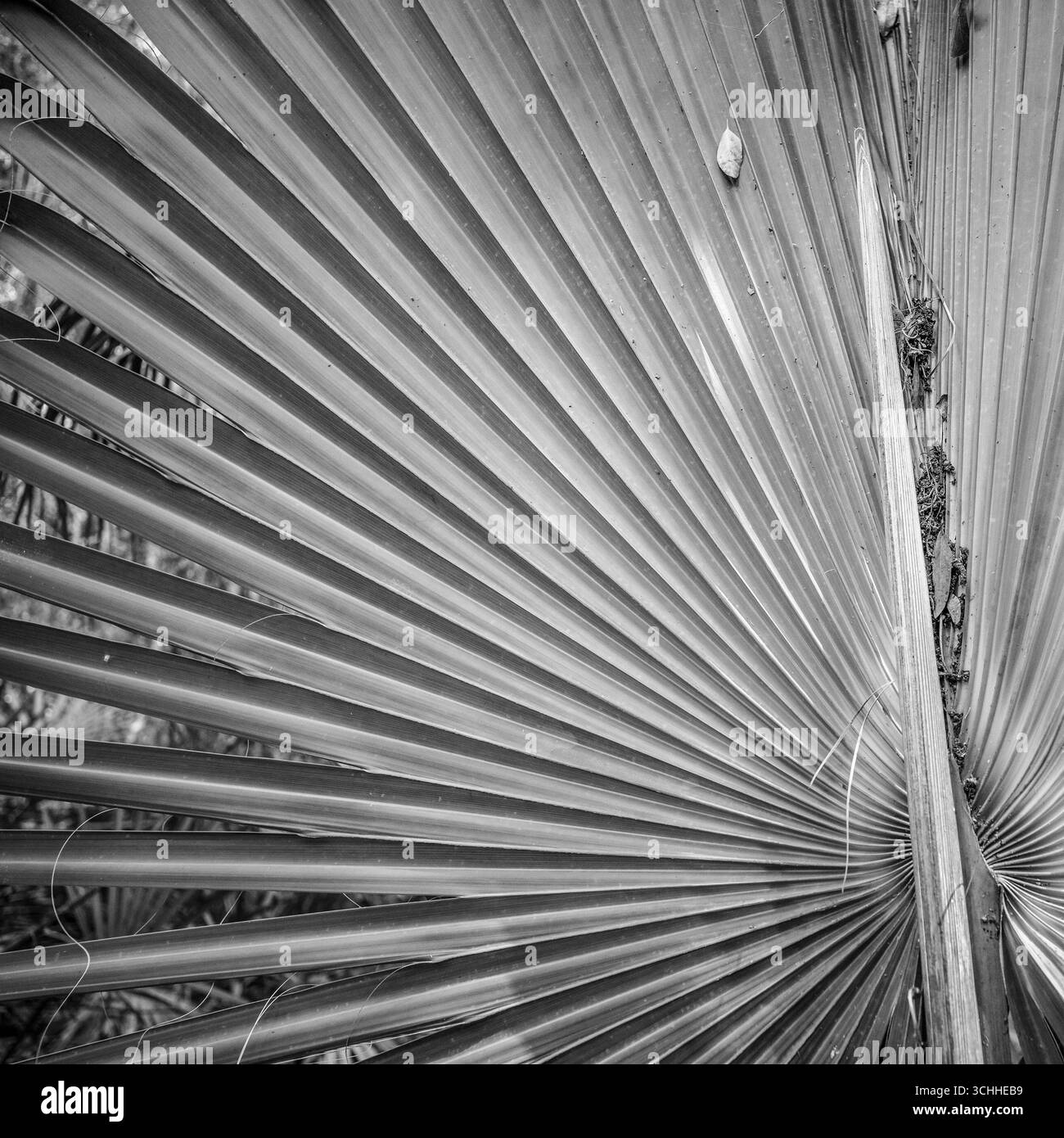 photographie d'art. Banque D'Images