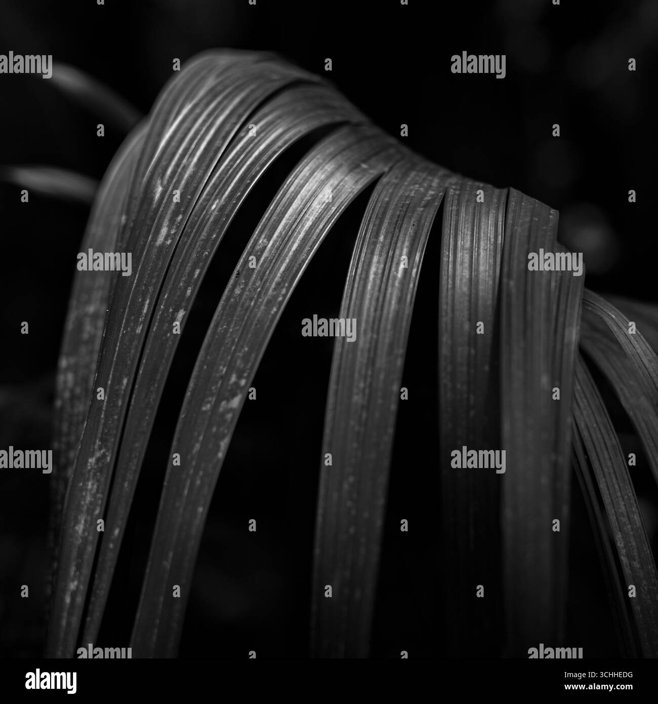 photographie d'art. Banque D'Images