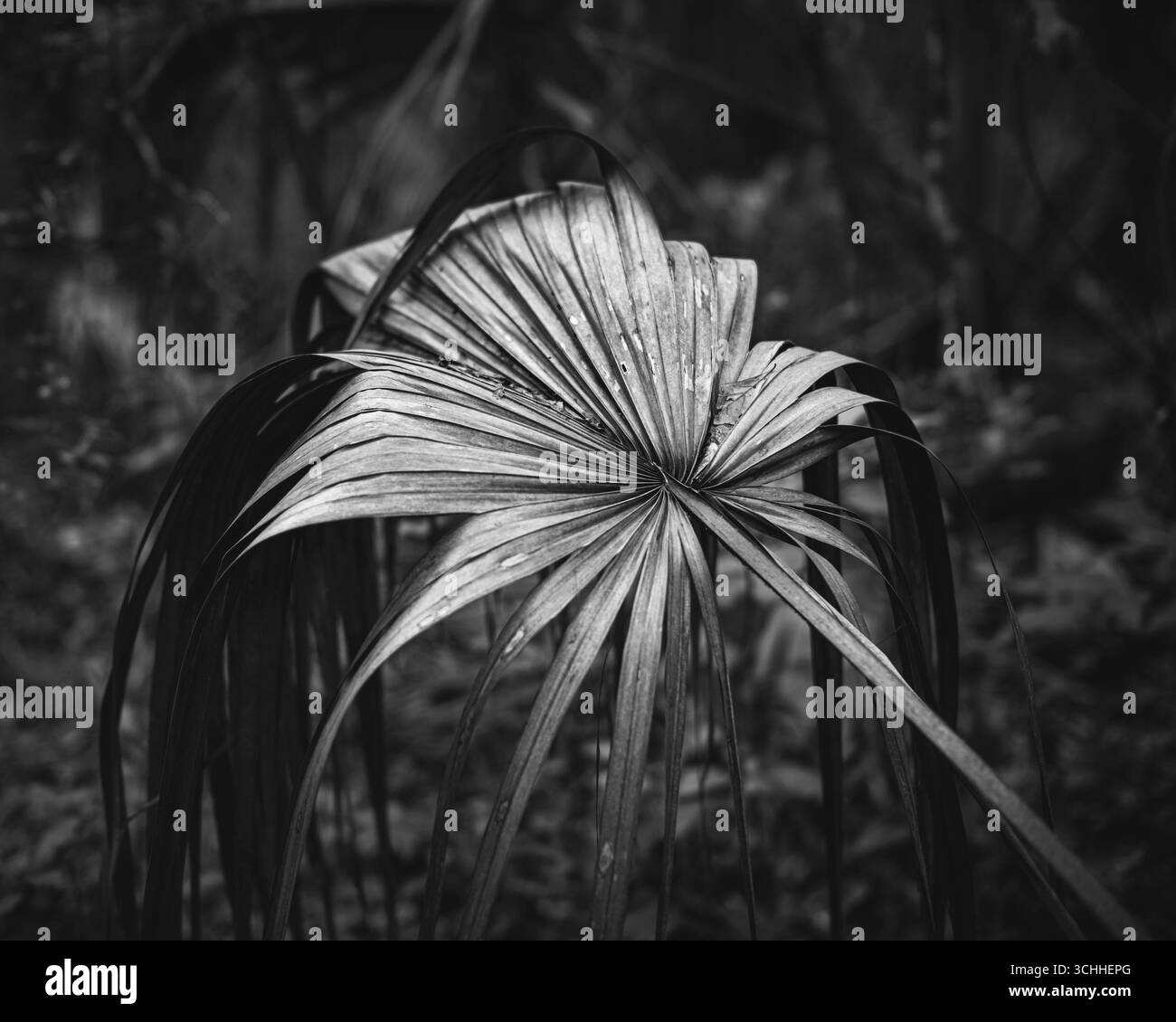 photographie d'art. Banque D'Images