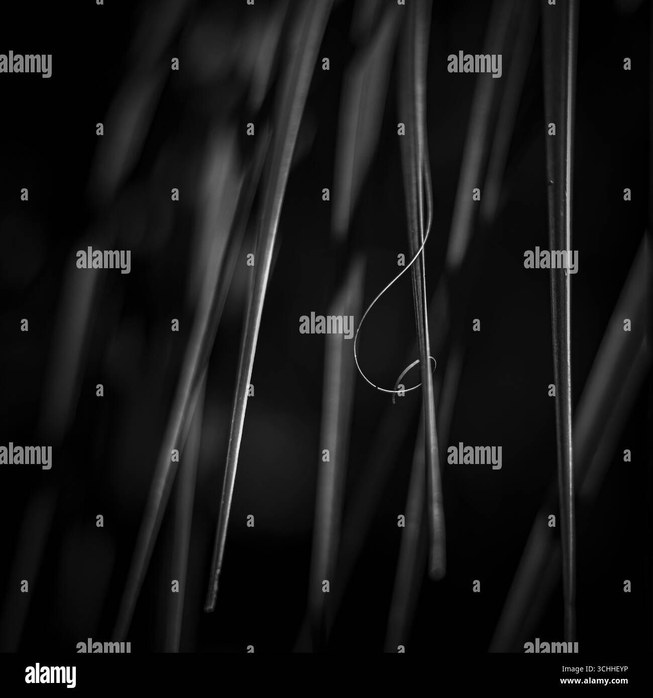 photographie d'art. Banque D'Images