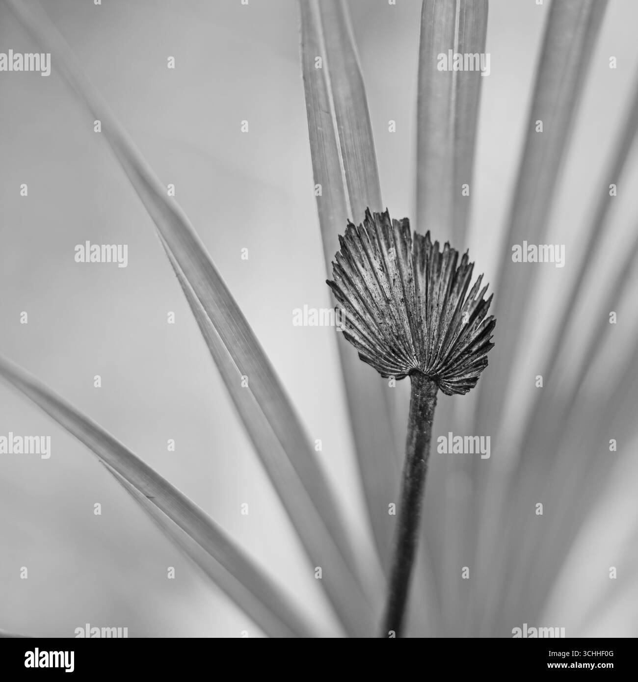 photographie d'art. Banque D'Images