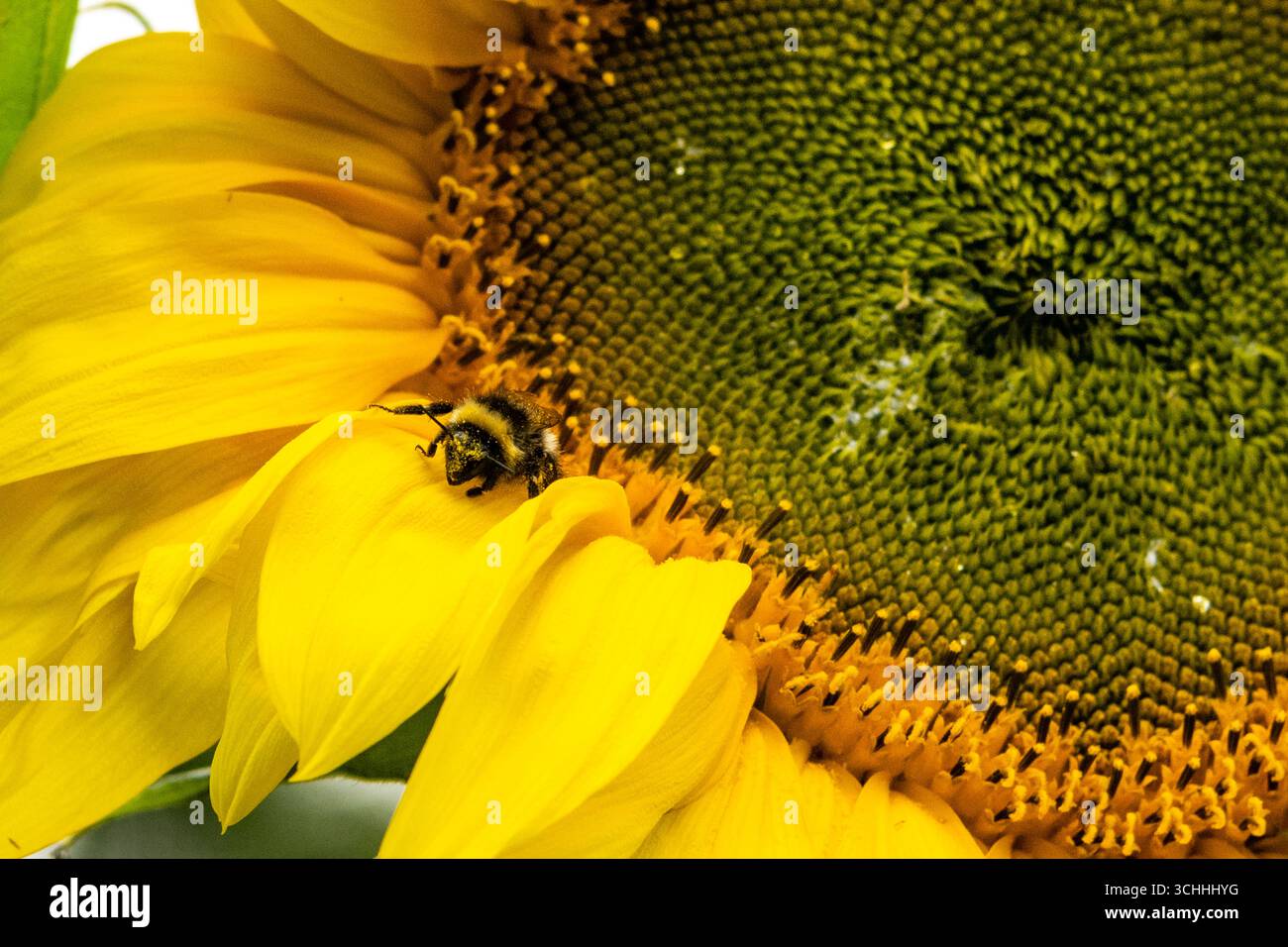 Honey Bee collecte du pollen d'un tournesol - Helianthus annuus à West Cork, Irlande. Banque D'Images