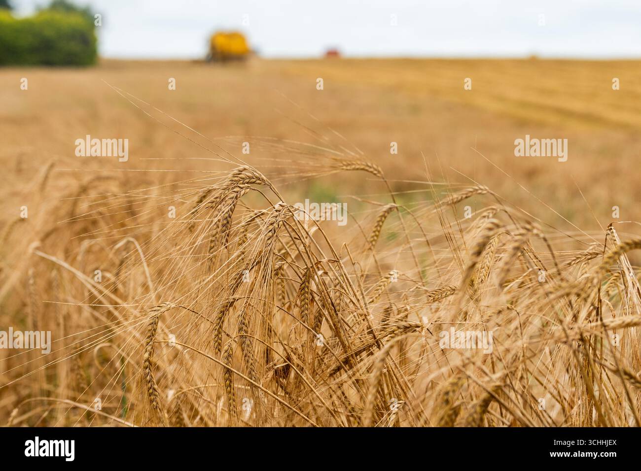 La variété d'orge de printemps 'Geraldine' attend d'être récoltée à Garretstown, West Cork, Irlande. Banque D'Images