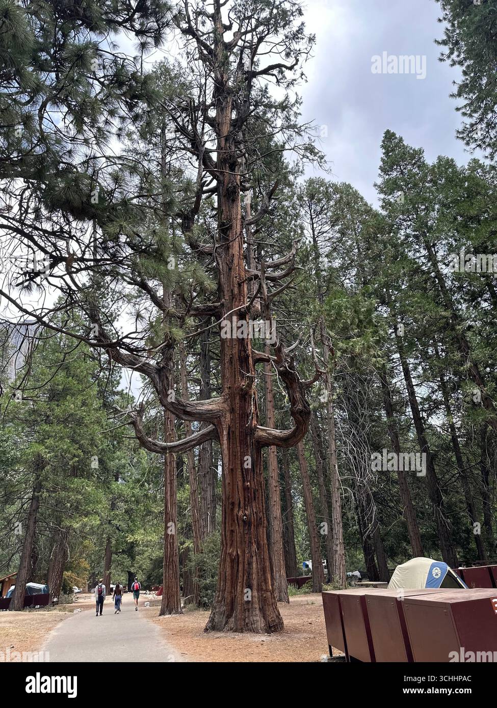 Un arbre imposant se dresse à côté d'un chemin de camping dans le parc national de Yosemite, en Californie, avec des visiteurs marchant et des tentes visibles dans la forêt. - Image de stock capturée avec un smartphone