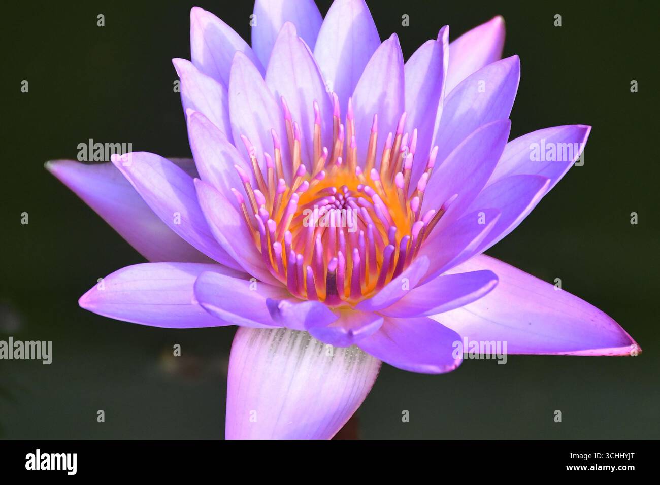 De délicats pétales de lis reflètent le calme et la beauté dans toutes les nuances de violet. Banque D'Images