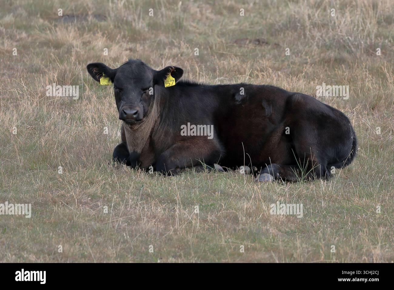 Un veau Aberdeen Angus noir couché dans un champ herbeux, face à la caméra Banque D'Images