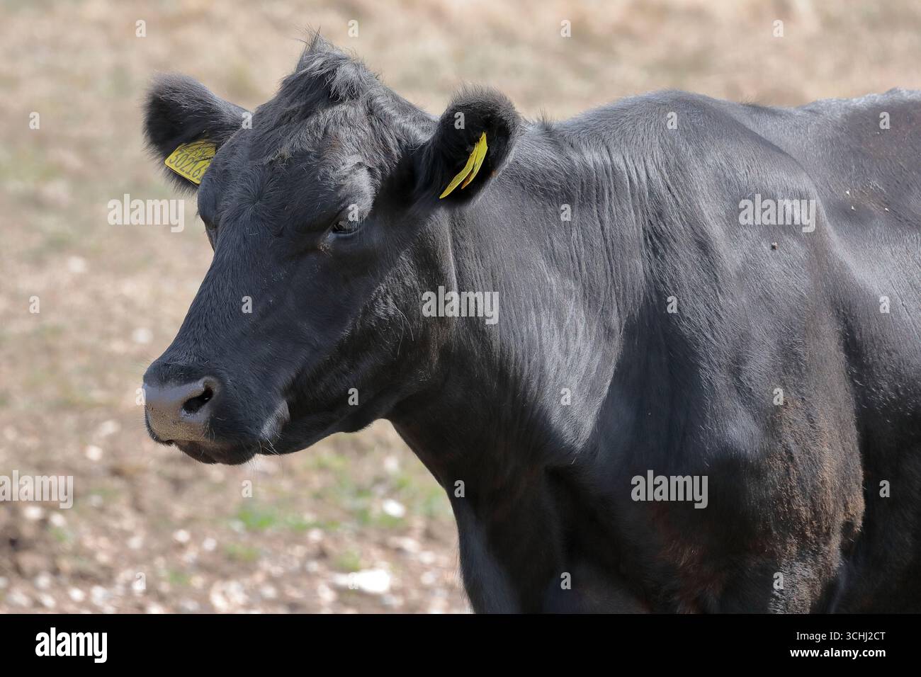 Gros plan de la tête d’une vache noire Aberdeen Angus, tournée vers la gauche et debout dans un champ herbeux Banque D'Images