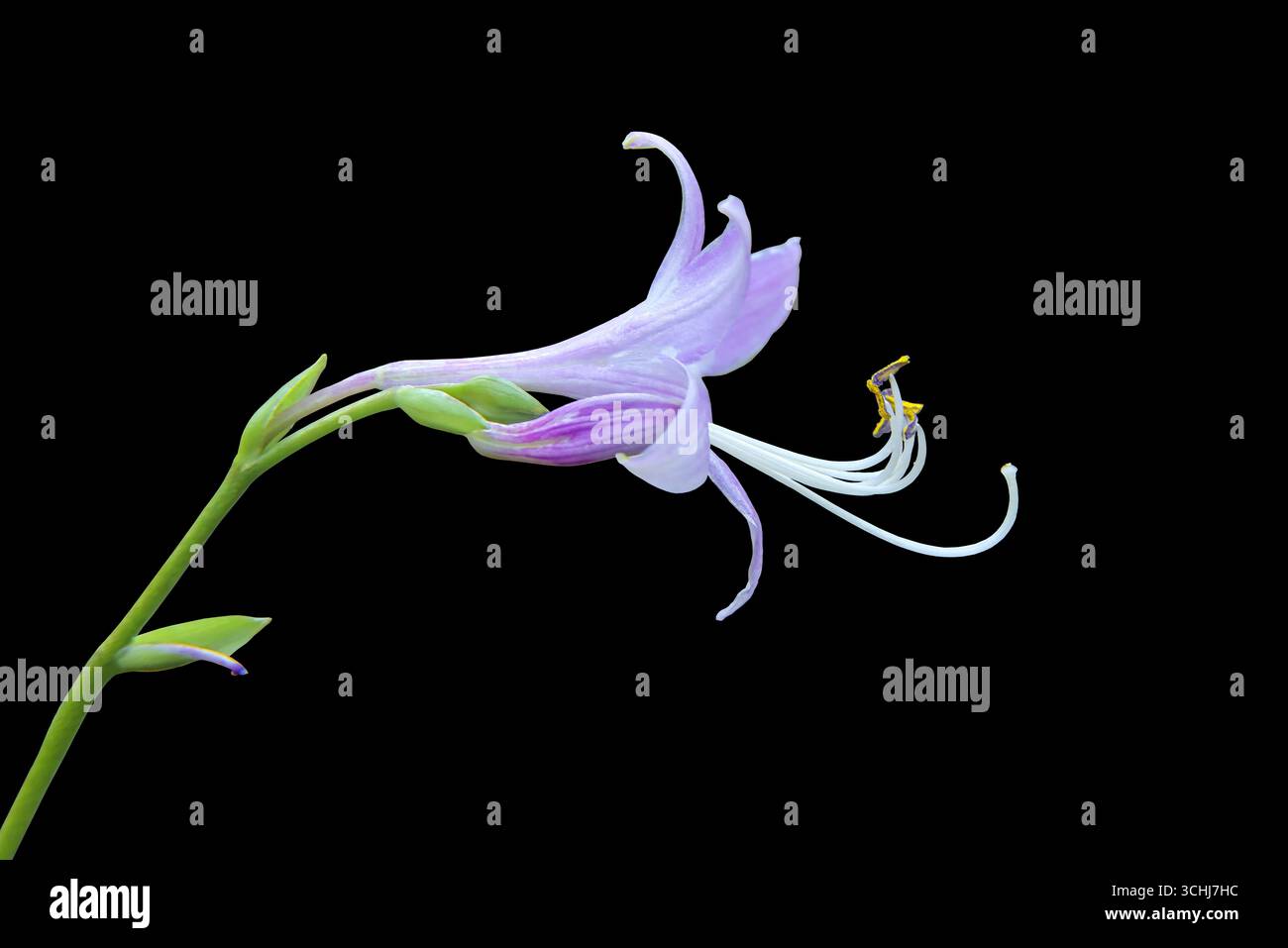 Fleur Hosta violette isolée sur fond noir Banque D'Images