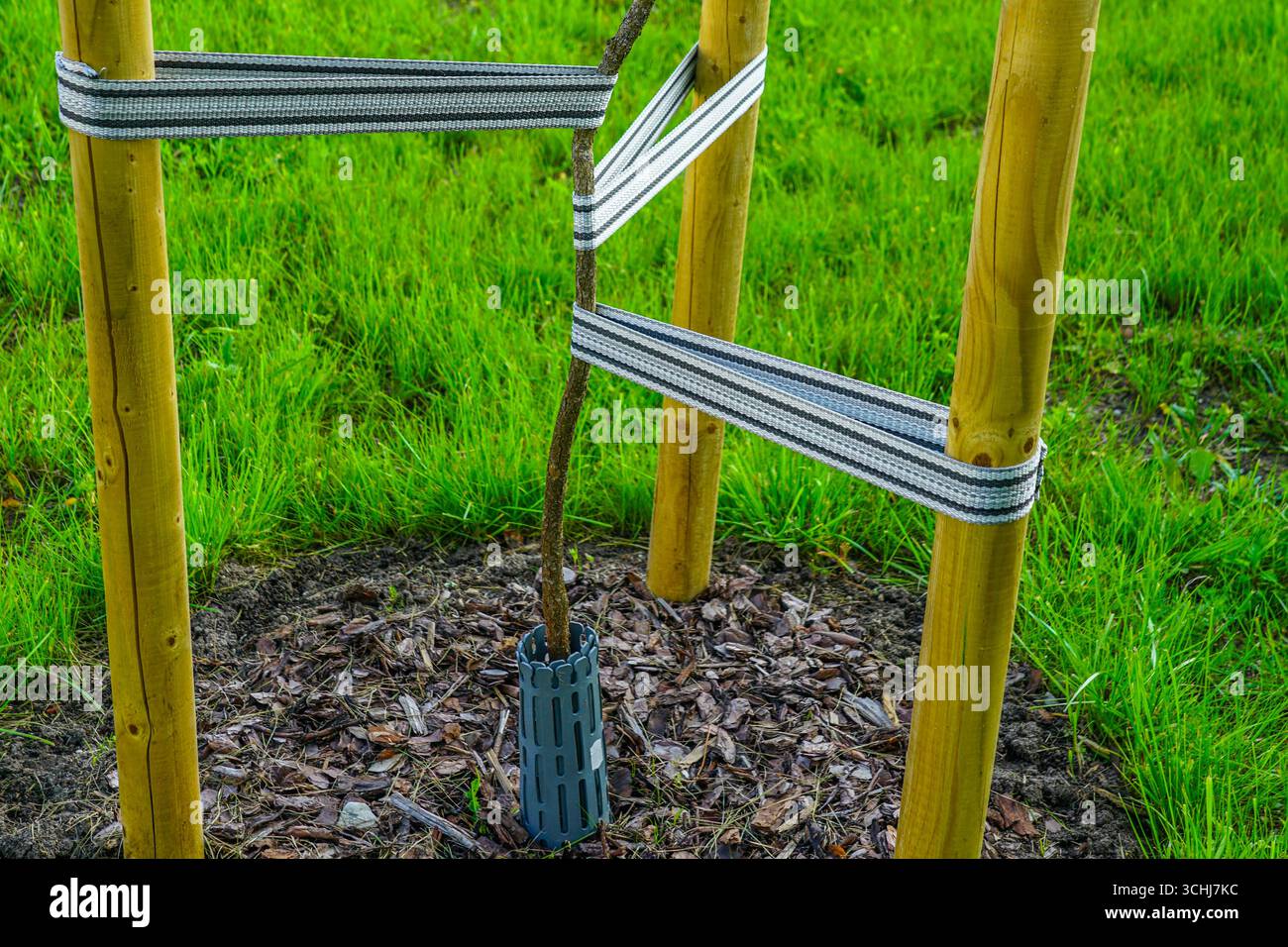 Gros plan du jeune arbre fixé avec des sangles et des piquets en bois pour soutenir la croissance Banque D'Images