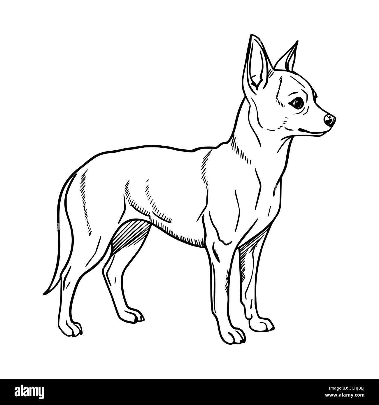 Un petit chien chihuahua élancé se tient debout. Il a un manteau court et de grandes oreilles, mettant en valeur son expression alerte et son comportement ludique. Illustration de Vecteur