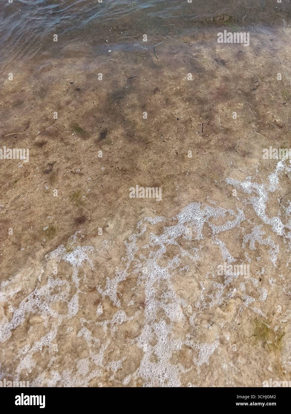 Eau claire peu profonde avec algues et texture mousseuse Banque D'Images