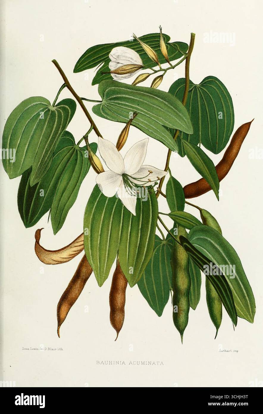 Dessin en couleur de bauhinia à partir de fleurs indiennes familières (1878) par Lena Lowis. Banque D'Images