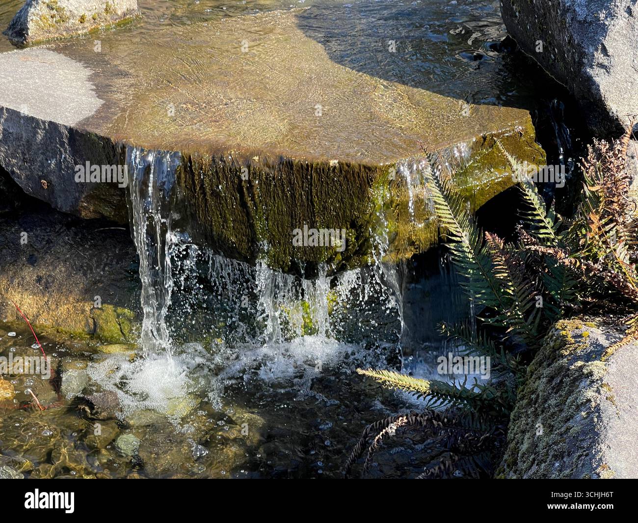 Une petite cascade dans un parc de Washington Banque D'Images
