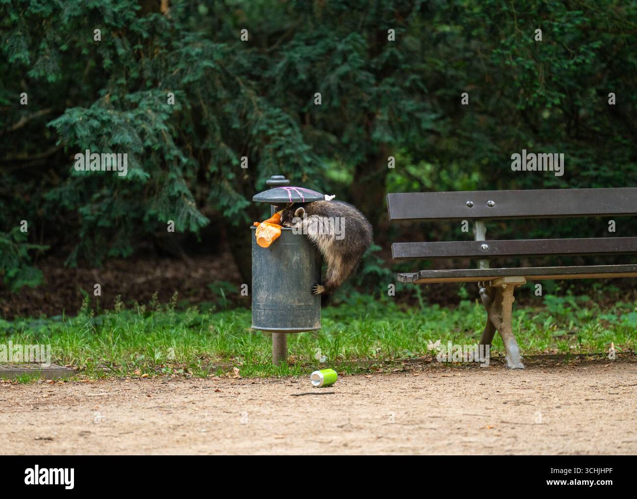 Raton laveur sauvage fouillant dans une poubelle pour trouver de la nourriture dans un parc urbain. Scène capture le comportement de la faune dans l'environnement urbain, mettant en évidence écologique, soc Banque D'Images