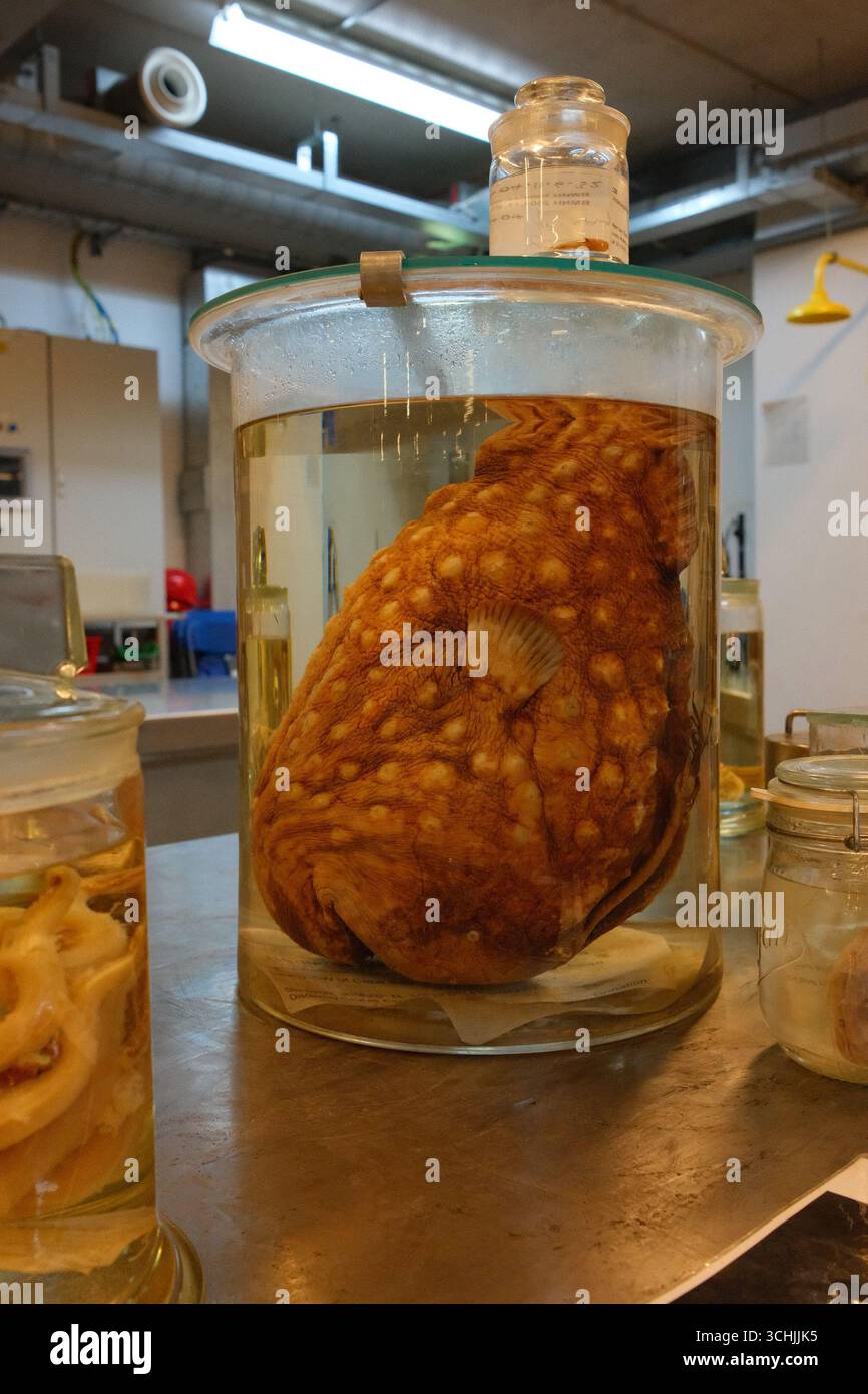 Les voûtes de la collection Spirit du London Natural History Museum Banque D'Images