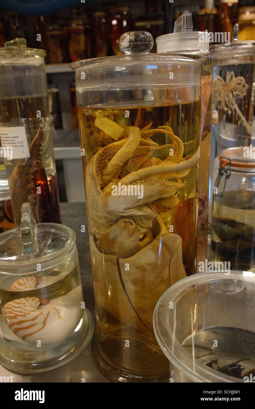 Les voûtes de la collection Spirit du London Natural History Museum Banque D'Images