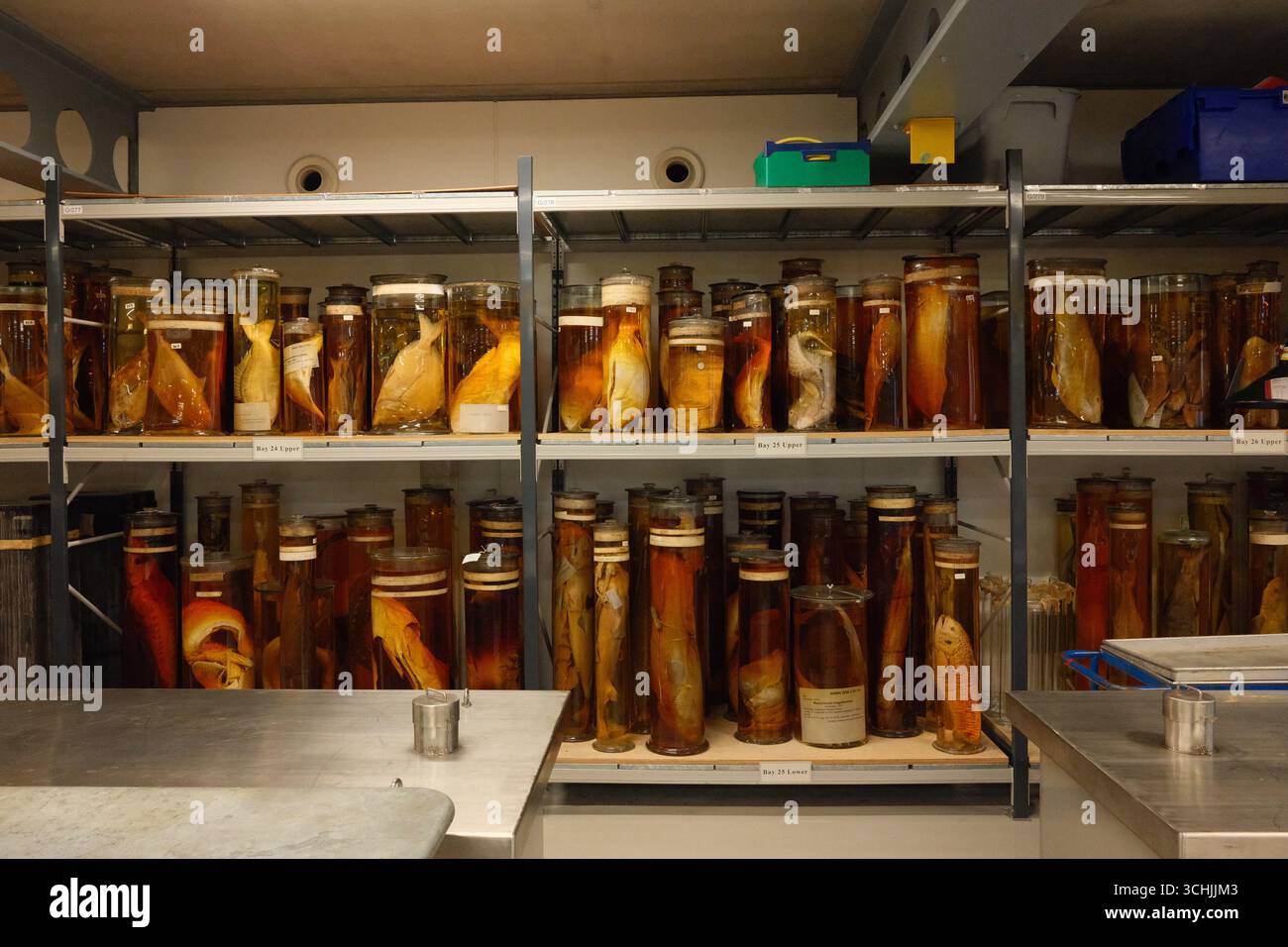 Les voûtes de la collection Spirit du London Natural History Museum Banque D'Images