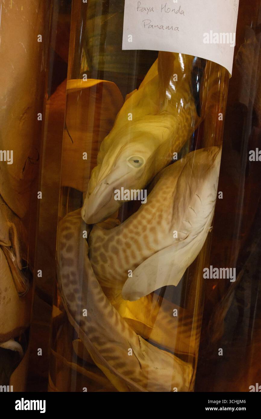 Les voûtes de la collection Spirit du London Natural History Museum Banque D'Images